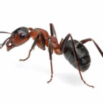 fire ant control