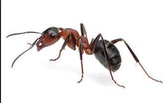 fire ant control