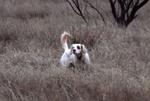 bird dog at work in the brush