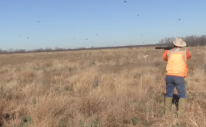 texas quail hunting